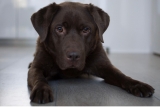 Informatie over de Labrador Retriever