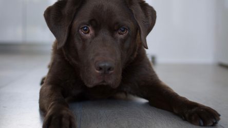 Informatie over de Labrador Retriever