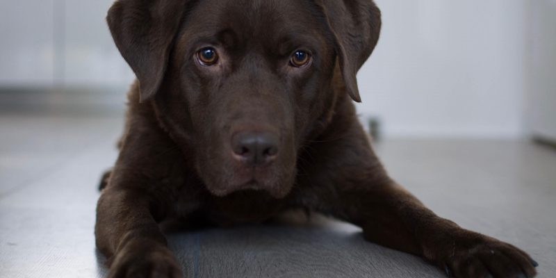 Informatie over de Labrador Retriever