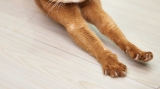 Tips voor het knippen van kattennagels
