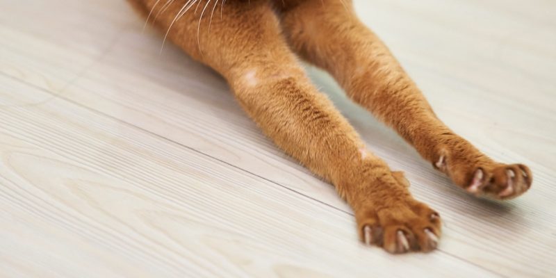 Tips voor het knippen van kattennagels