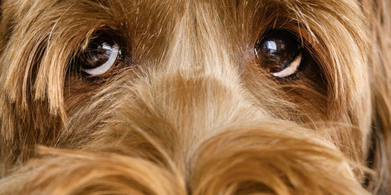 Deze zaken moet je nooit aan je hond voeren omwille van gezondheidsredenen