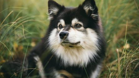 Een geruststellende start voor een nieuw huisdier