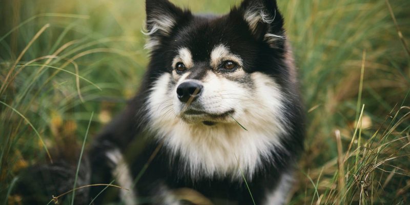 Een geruststellende start voor een nieuw huisdier