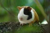 Wat betekenen de geluiden die je cavia maakt?