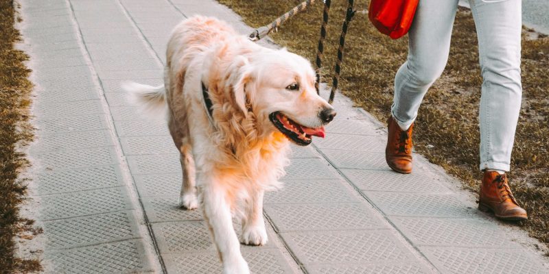 Hond trekken aan de riem afleren