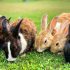 Waarom piepen cavia’s?