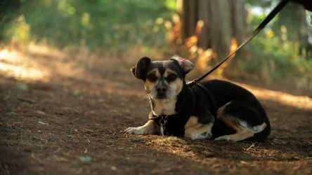 Alles wat je moet weten over een chihuahua / chiwawa