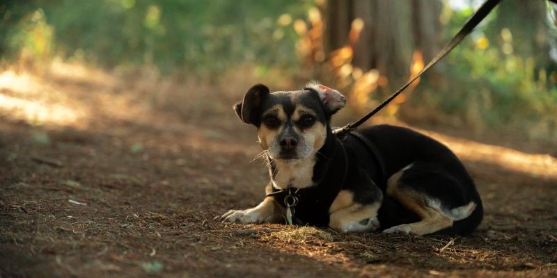 Alles wat je moet weten over een chihuahua / chiwawa