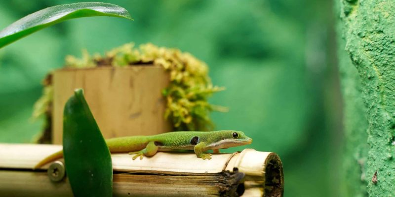 Basisinformatie over het houden van reptielen