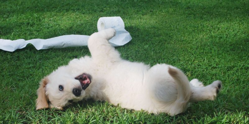 Hond zindelijk maken