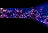 Tips als je een zoutwater aquarium overweegt