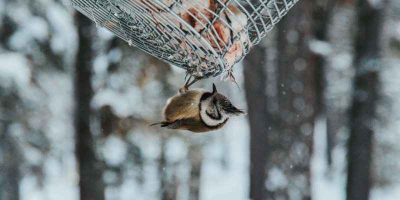 Wat zijn winterharde vogels voor in een volière?