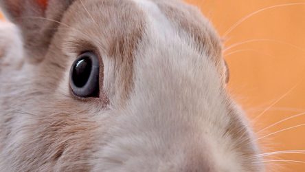 Tips bij konijn adopteren