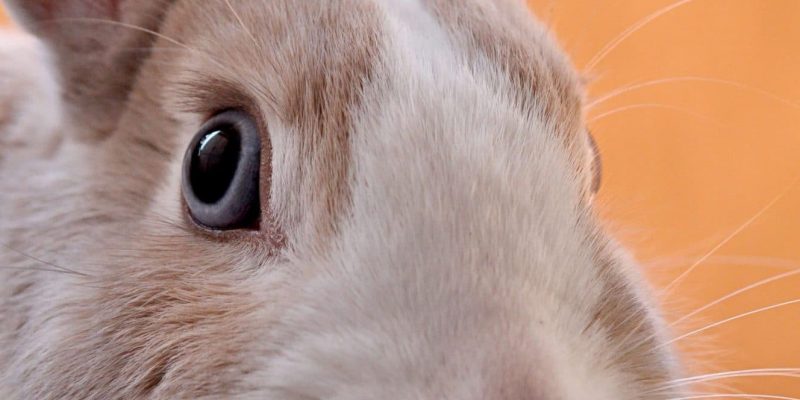 Tips bij konijn adopteren