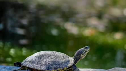 Alles over het houden van een schildpad als huisdier