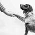 Waarom trilt mijn hond? 6 oorzaken van trillen bij een hond