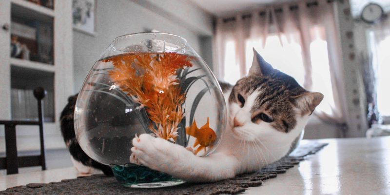 Kat ongewenst gedrag afleren