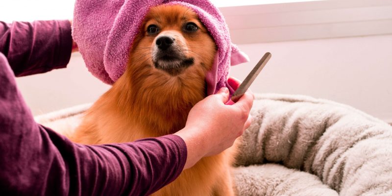 Hond verhaart veel, wat te doen?