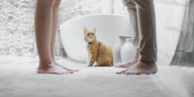 Katten wassen doe je zo
