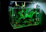 Aquariumplanten en hun functie