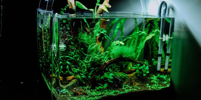 Aquariumplanten en hun functie
