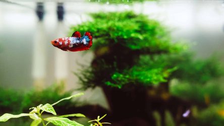 Het energieverbruik van een aquarium