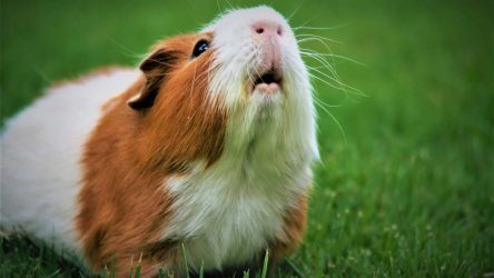 Wanneer is je cavia aan de zware kant?