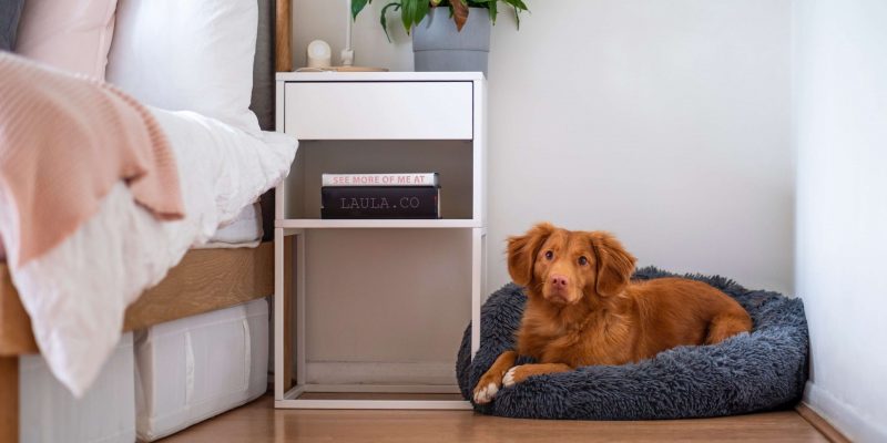 Kun je een hond in een flat houden