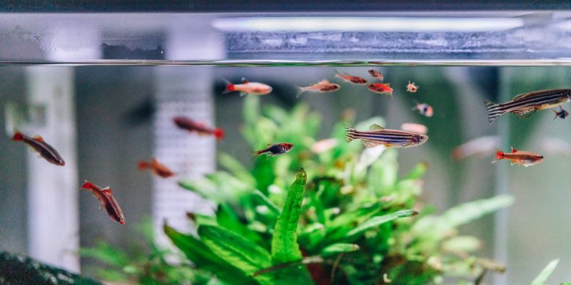Overzicht van de populairste aquarium pompen
