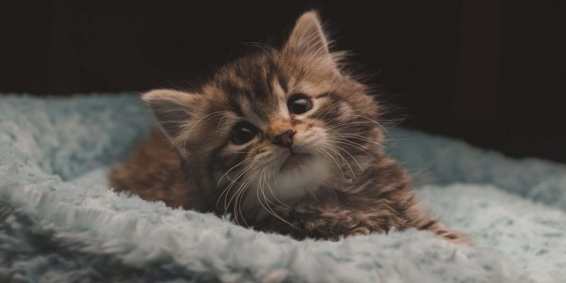 Dit zijn de benodigdheden bij aanschaf van je eerste kitten