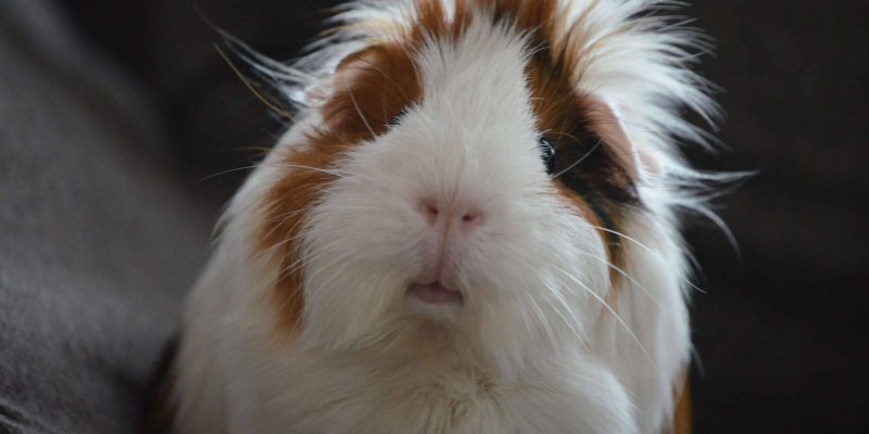 Informatie over de cavia baby