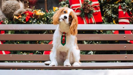 Alles wat je moet weten over een Cavalier King Charles Spaniël