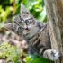 Tips om je kat in de tuin te houden