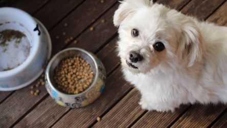 Alles wat je moet weten over braken of overgeven bij de hond