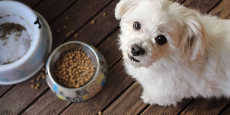 Alles wat je moet weten over braken of overgeven bij de hond