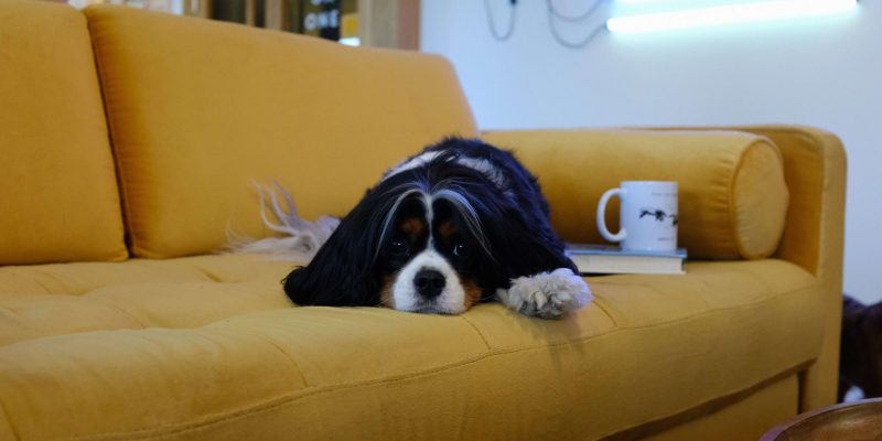 Hond afleren om op de bank te springen