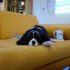 Hond verhaart veel, wat te doen?