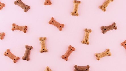 Wat zijn gezonde snacks voor honden? Van Toshi multivitaminen tot fruit