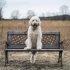 Vier de lente met jouw hond op deze 5 leuke manieren!