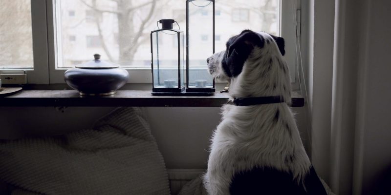 Hond leren om alleen te zijn