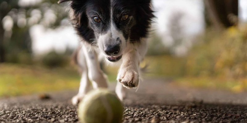 Zo zorg je voor een gezonde levensstijl voor je hond
