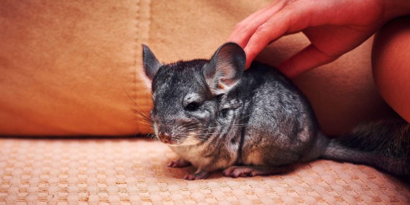 Belangrijke tips als je een chinchilla overweegt als huisdier