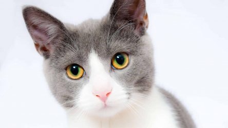 Waarom stinkt een kat en hoe kom je er vanaf?