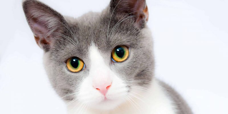 Waarom stinkt een kat en hoe kom je er vanaf?