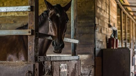 Dragen supplementen bij aan de gezondheid van je paard?