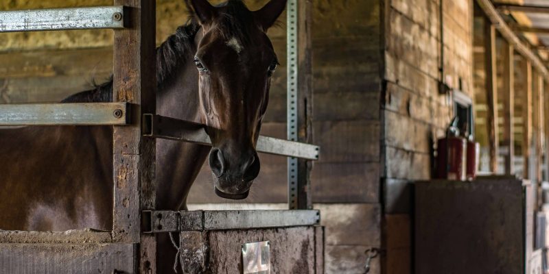 Dragen supplementen bij aan de gezondheid van je paard?