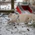 Lijkt een hond altijd op het baasje?