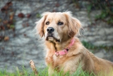 Informatie over de Golden Retriever