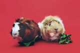 Gezondheidskwalen bij een cavia